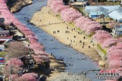 日本早春樱花盛开形成粉色花道浪漫唯美(组图)